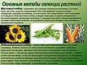Основные методы селекции растений