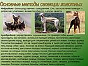 Основные методы селекции животных
