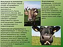 Искусственное осеменение