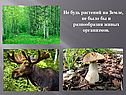 Минеральные удобрения для растений
