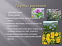 Группы растений