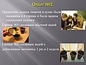 Проросшие семена томатов