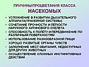 Причины процветания класса насекомых