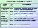 Количество видов насекомых