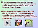 У самки комара ротовые органы колюще-сосущие