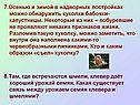 Куколки бабочки-капустницы