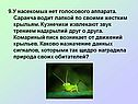 У насекомых нет голосового аппарата