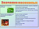 Значение насекомых