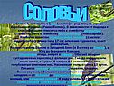 Соловьи