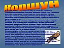 Коршун