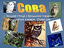 Сова
