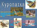 Куропатка