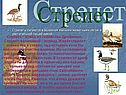 Стрепет