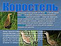 Коростель