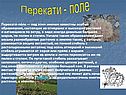 Перекати-поле