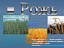 Рожь