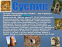 Cуслик