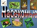 Насекомые