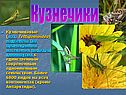 Кузнечики