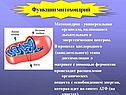 Митохондрии
