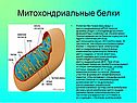 Митохондриальные белки