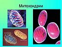 Митохондрии