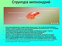 Структура митохондрий