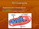 Митохондрии