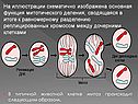 На иллюстрации схематично изображена основная функция митотического