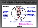 Следующая после профазы стадия называется метафазой