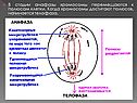 Митоз, мейоз и амитоз