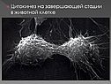 Цитокинез на завершающей стадии в животной клетке