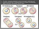 В итоге, каждая дочерняя клетка получает собственный набор хромосом и