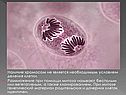 Наличие хромосом не является необходимым условием деления клетки