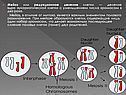 Мейоз или редукционное деление клетки — деление
