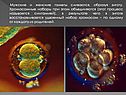 Мужские и женские гаметы сливаются, образуя зиготу