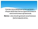 Самовоспроизведение путем деления