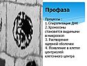 Профаза