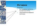Метафаза