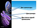 Митоз
