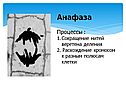 Анафаза