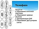 Телофаза