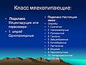 Класс млекопитающие: