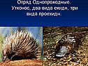 Отряд Однопроходные