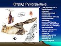 Отряд Рукокрылые