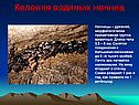 Колония водяных ночниц