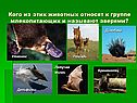 Кого из этих животных относят к группе млекопитающих и называют