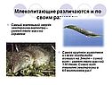 Млекопитающие различаются и по своим размерам