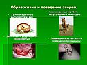 Образ жизни и поведение зверей