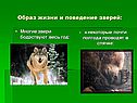 Образ жизни и поведение зверей: